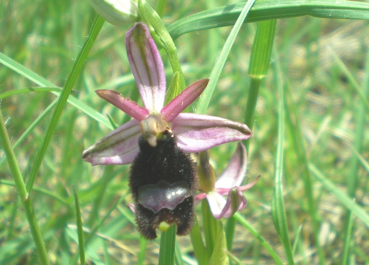 orchidee del perugino